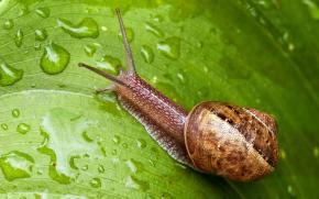 Dr. Organic Snail Gel Bava di Lumaca Dr. Organic Snail Gel Bava di Lumaca
