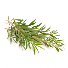 Dr. Organic Tea Tree Dr. Organic Tea Tree