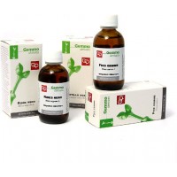 MG Rosmarino (Rosmarinus officinalis) gemme