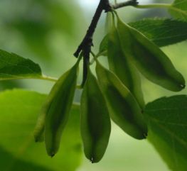 eucommia ulmoides foglie